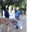 Mule with fractured limb- Dr. Jeremy, Houssine, Anna and owner